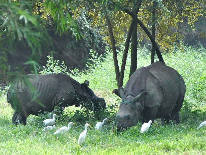 Assam State Zoo cum Botanical Garden